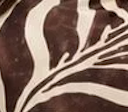 ZEBRA DESEN